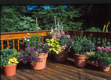 Variety of potted plants in varying height planters on a wooden deck.