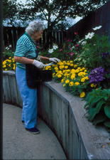 Older woman tending flowers in raised bed containers