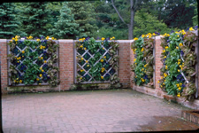 Far view of a  diamond shaped cedar trellis with yellow flowers and green leaves growing