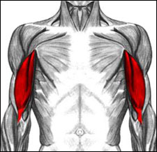Drawing of human muscular system highlighting the biceps in red