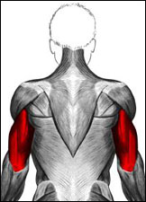 Anatomical drawing of the human musculature system highlighting the triceps in red