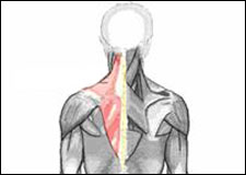 Anatomical drawing of the human musculature system highlighting the Upper Trapezius muscle in red