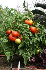 Mature tomato plant only 24 inches high loaded with ripe tomatoes growing in a planter 18 inched high.