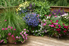 Four accessible plant containers ranging from 15-24 inches high on a wooden deck