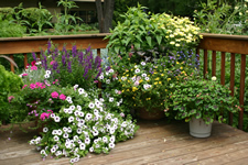 Potted flowers in various colors planted various height containers.