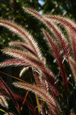 Both Visually and tactilely fuzzy textured ornamental grass flower head moving with the slightest breeze.