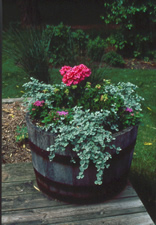 Pink flowers potted in tall planter
