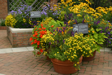 Various colored flowers in various tall planter beds and pots