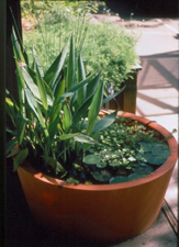 Green plant potted in tall round pot