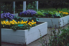 Two raised planting beds six feet by six feet wide with purple and yellow flowers