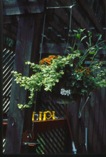 Planter box with green plants attached to wooden fence