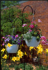 Two hanging flower pots with purple, pink, and yellow flowers