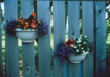 Two flower pots with red and purple flowers hanging on a cedar fence