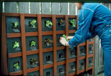 A woman tending plants in a 7 by 4 square grid shelf planting system