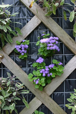 Close up view of a  diamond shaped cedar trellis with purple flowers and green leaves growing
