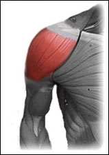 Anatomical drawing of the human upper body musculature system highlighting the deltoid muscle in red.