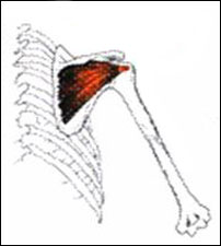 Anatomical drawing of the infraspinatus muscle