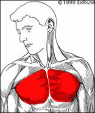 Anatomical drawing of the pectoralis major muscles