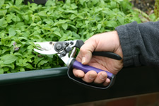 Simple hand clippers used on easy to reach garden beds