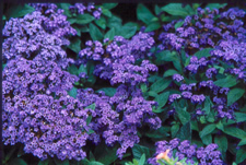 Purple geraniums
