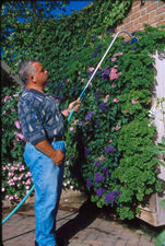 Man watering plants on a garden wall with stick-like hose attachment