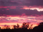 Pink cloudy sky with orange on the horizon that meets with a dark tree line.